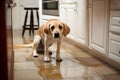 Puppy looking guiltily at his owner because he peed in the kitchen