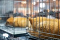 Sad puppy shiba inu several dogs in separate cages sleeping dozing in locked cage Royalty Free Stock Photo