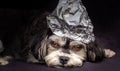 Sad puppy with tinfoil hat on its head to protect its thoughts from UFOs, black background, conspiracy theory