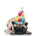 Sad puppy wearing birthday hat, sunglasses and bowtie Royalty Free Stock Photo