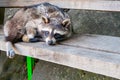 A sad raccoon in a collar and chain lies on a bench Royalty Free Stock Photo