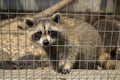 Sad raccoon, looking through its cage.