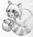 Sad raccoon pencil sketch Royalty Free Stock Photo