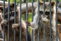 Racoons in the zoo looking sad.