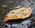 The Sad Reality of a Funeral in the Rain