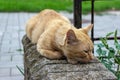 A sad red cat is lying on a stone parapet