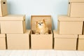 Sad red dog is afraid to move to a new home in a cardboard box Royalty Free Stock Photo