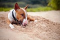 The sad red English bull terrier lies on sand. Royalty Free Stock Photo