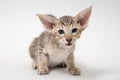 Sad red oriental kitten close-up Royalty Free Stock Photo