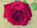 Sad red rose flower close up Royalty Free Stock Photo