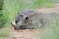 Sad rhino lie on the sand where water used to flow. The dried up river no longer flows.. Royalty Free Stock Photo