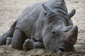 A sad Rhino lying on the sand. Royalty Free Stock Photo