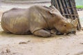 Sad rhino Royalty Free Stock Photo