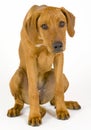 Sad Rhodesian Ridgeback female, 5 month old Royalty Free Stock Photo