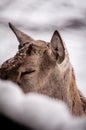 Sad roe deer at Valea Zimbrilor sanctuary