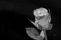 sad rose flower on a black background Royalty Free Stock Photo