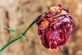 Sad rose that's upside down Royalty Free Stock Photo