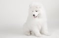 Sad Samoyed puppy Royalty Free Stock Photo