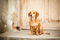 Sad, scared and despairing, abandoned small dog sitting at the front door of a deserted, almost demolished house Royalty Free Stock Photo