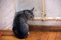 Scared gray kitten clings to the battery