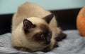 Sad scared siamese cat