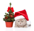 Sad scottish kitten with red santa hat and christmas tree Royalty Free Stock Photo