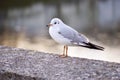 Sad seagull bird in the evening light... Royalty Free Stock Photo