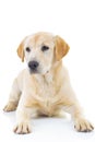 Sad seated labrador retriever dog