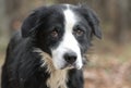 Sad senior black and white male Border Collie mix breed dog outside on leash
