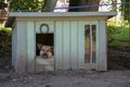 A sad shepherd dog sits in a booth on a chain and looks into the camera. Close-up.