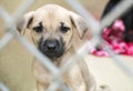 Sad Shepherd puppy at dog pound animal shelter for adoption Royalty Free Stock Photo