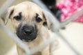 Sad Shepherd puppy at dog pound animal shelter for adoption Royalty Free Stock Photo