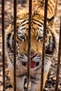 Sad Siberian Amur tiger with opened mouth behind rusty cage Royalty Free Stock Photo