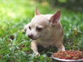 Sad or sick Chihuahua dog get bored of food. Chihuahua dog laying down by the bowl of dog food and ignoring it. Pet`s health an