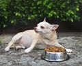 Sad or sick Chihuahua dog get bored of food. Chihuahua dog lying down by the bowl of dog food and ignoring it.