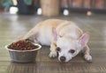 Sad or sick Chihuahua dog get bored of food. Chihuahua dog laying down by the bowl of dog food and ignoring it. Pet`s health and