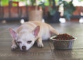 Sad or sick Chihuahua dog get bored of food. Chihuahua dog laying down by the bowl of dog food and ignoring it. Pet`s health and