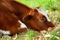 Sad and sick cattle, brown and white cow Royalty Free Stock Photo