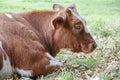 Sad and sick cattle, brown and white cow