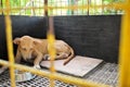 Sad and sick dog ignoring food inside a dark cage with copy space. Pet dog loss appetite, not eating and stress concept.