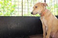 Sad and sick dog ignoring food inside a dark cage with copy space. Pet dog loss appetite, not eating and stress concept. Royalty Free Stock Photo