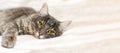 Sad sick gray cat lies on a white fluffy blanket in a veterinary clinic for pets. Depressed illness animal looks at the camera.