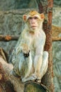 Sad sitting monkey Royalty Free Stock Photo