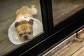 Sad sleepy dog wear cone look out the window Royalty Free Stock Photo