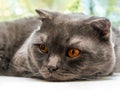 sad sluggish cat, Scottish Fold breed, laid his head on a white window sill against a tree background