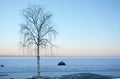 Sad small birch tree on the Petrozavodsk city embankment on the sunset