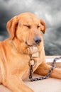 Sad and sore dog Royalty Free Stock Photo