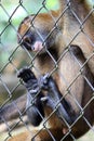 Sad spider monkey in cage in Costa Rica Royalty Free Stock Photo