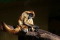 Sad Spider Monkey Royalty Free Stock Photo