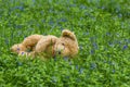 Sad spring. Lost teddy bear in the forest Royalty Free Stock Photo